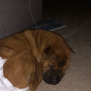 Meet your Posher, Abbi